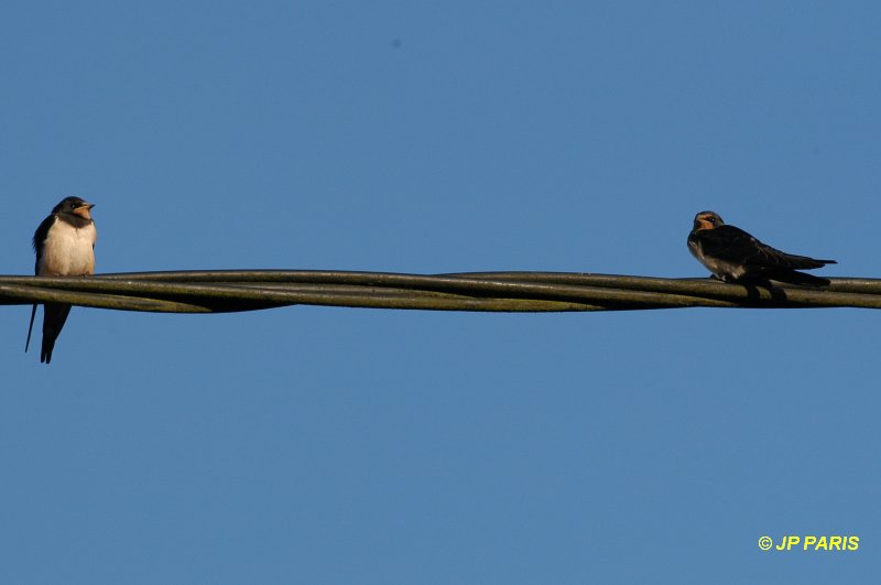 Hirundo rustica
